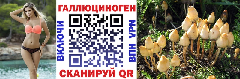 цена   Искитим  Галлюциногенные грибы Psilocybe 